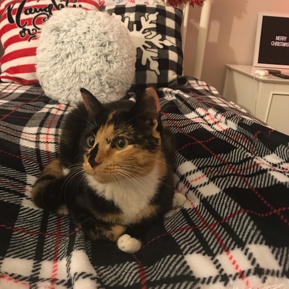 Meet your Posher, Cassidy - Picture 2 of 2